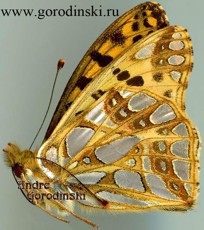 http://www.gorodinski.ru/nymphalidae/Issoria lathonia isaea.jpg